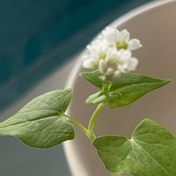 Boekweit (Fagopyrum esculentum)